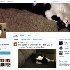 How My Cat Delights His Twitter Followers Daily